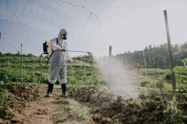 Best Best Pest Control Companies  in Val Verde Park, TX